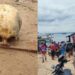 Banhistas encontram crânio humano e roupas embaixo de flutuante em Maués