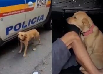 Cadela ‘vai presa’ junto com o dono após tentar intimidar policiais: ‘meliante tá nervosa’; assista