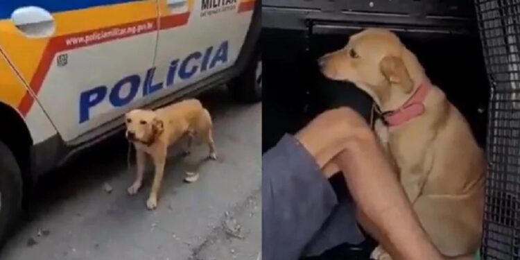Cadela ‘vai presa’ junto com o dono após tentar intimidar policiais: ‘meliante tá nervosa’; assista