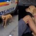 Cadela ‘vai presa’ junto com o dono após tentar intimidar policiais: ‘meliante tá nervosa’; assista