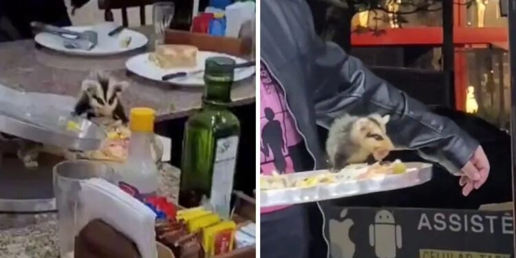 Vídeo: Mucura faminta invade restaurante e leva pedaço da pizza de cliente