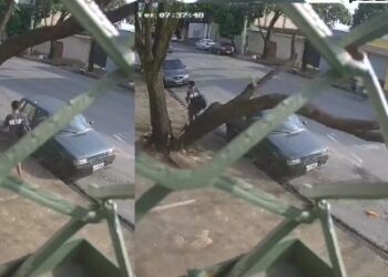 Pedestre escapa de ser esmagado por árvore que tombou em calçada; veja o vídeo