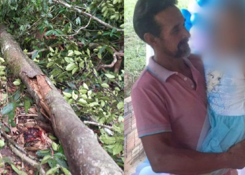 Agricultor morre em Presidente Figueiredo ao ser atingido por árvore que ele estava cortando