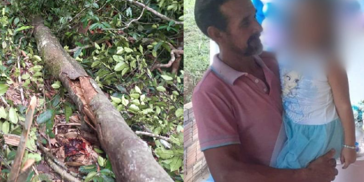 Agricultor morre em Presidente Figueiredo ao ser atingido por árvore que ele estava cortando