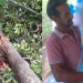 Agricultor morre em Presidente Figueiredo ao ser atingido por árvore que ele estava cortando