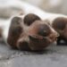Homem tenta matar cachorros do vizinho a terçadadas no interior do Amazonas