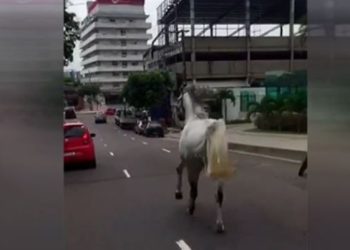 Vídeo: cavalo é flagrado galopando entre os carros em Manaus