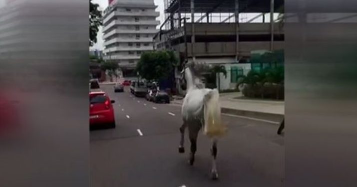 Vídeo: cavalo é flagrado galopando entre os carros em Manaus