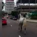 Vídeo: cavalo é flagrado galopando entre os carros em Manaus