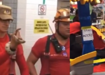 Susto: Cobra é encontrada dentro de brinquedo do playground de sorveteria em Manaus; vídeo