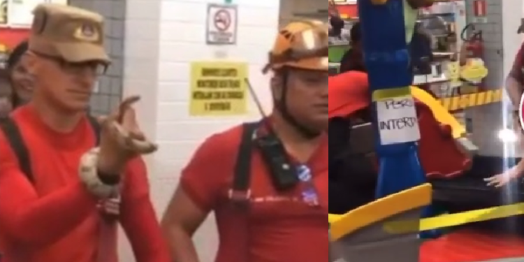 Susto: Cobra é encontrada dentro de brinquedo do playground de sorveteria em Manaus; vídeo