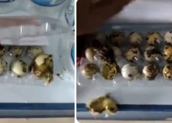 Codornas nascem em prateleira de supermercado devido ao calor; veja o vídeo