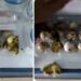 Codornas nascem em prateleira de supermercado devido ao calor; veja o vídeo