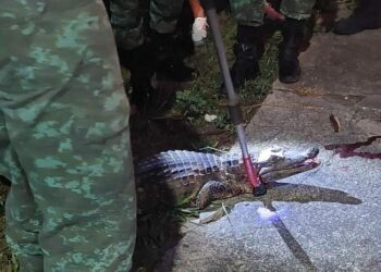 Jacaré é atropelado em via quando tentava chegar ao igarapé do Mindu, em Manaus