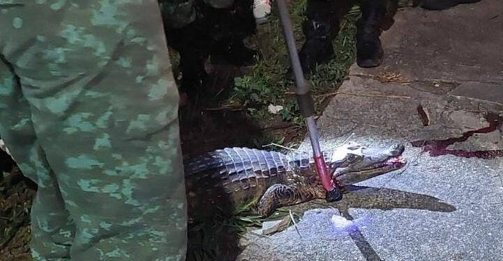 Jacaré é atropelado em via quando tentava chegar ao igarapé do Mindu, em Manaus