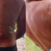 Vídeo: Homem é atacado por jacaré no AM e fica com parte do braço e costas dilacerados