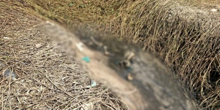Garotos vão soltar pipa e encontram ossada humana na Orla do Bariri em Manaus