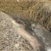 Garotos vão soltar pipa e encontram ossada humana na Orla do Bariri em Manaus