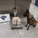 Blindada de Manaus é presa com supermaconha no aeroporto de Brasília