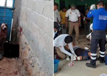 Ladrão fica com o braço quase decepado por pitbull e família do criminoso pede que o cão seja sacrificado