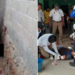 Ladrão fica com o braço quase decepado por pitbull e família do criminoso pede que o cão seja sacrificado