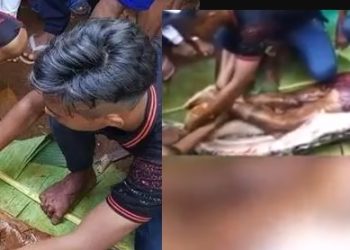 Moradores abrem barriga de píton de 7 metros e encontram vizinha que estava desaparecida