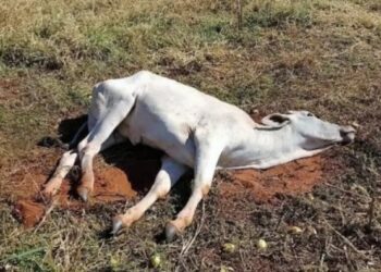 Raiva Humana pode estar matando animais no interior do Amazonas