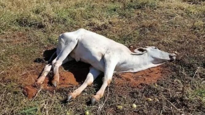 Raiva Humana pode estar matando animais no interior do Amazonas
