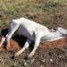 Raiva Humana pode estar matando animais no interior do Amazonas