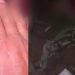 Vídeo: Com medo da morte e o peito aberto após ataque de onça em Manaus, homem ‘aceita Jesus’