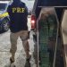 Motorista é preso por levar 50 quilos de crack dentro de caixão em rodovia