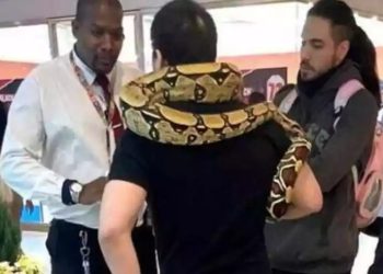 Homem é barrado em shopping ao levar cobra para dar um role