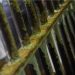 Detento é morto enforcado dentro de penitenciária no Amazonas