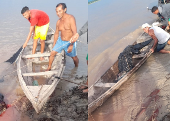 Jacaré com mais de 4 metros é abatido após atacar cachorro no Amazonas