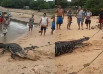 Vídeo: ribeirinhos usam corda para imobilizar jacaré e não virar comida do animal na Amazônia