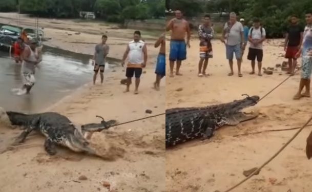 Vídeo: ribeirinhos usam corda para imobilizar jacaré e não virar comida do animal na Amazônia
