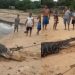 Vídeo: ribeirinhos usam corda para imobilizar jacaré e não virar comida do animal na Amazônia