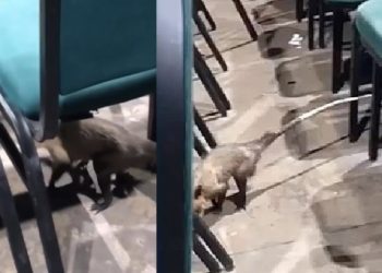 Vídeo: mucura invade Aulão do Studio 5 e leva pânico aos estudantes