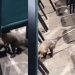 Vídeo: mucura invade Aulão do Studio 5 e leva pânico aos estudantes