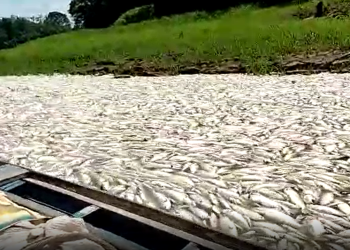 Vídeos: Seca severa mostra ‘rio’ com fartura de peixes mortos no Amazonas