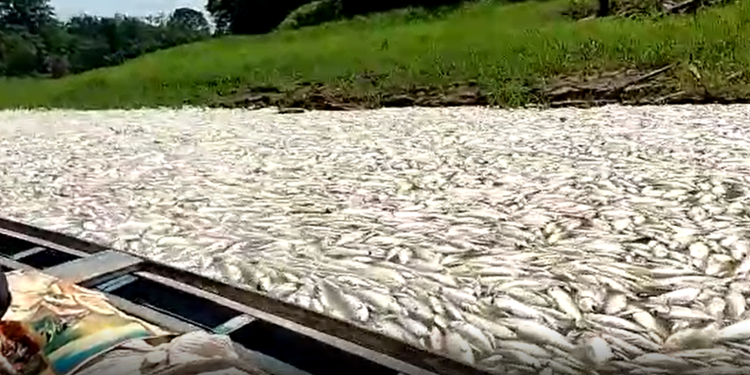 Vídeos: Seca severa mostra ‘rio’ com fartura de peixes mortos no Amazonas