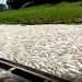 Vídeos: Seca severa mostra ‘rio’ com fartura de peixes mortos no Amazonas