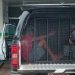 Cachorro é espancado a pauladas até a morte e agressor é preso no Amazonas