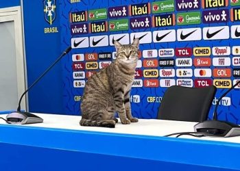 Vídeo: gato que invadiu bancada da coletiva de Vini Jr é adotado no Qatar