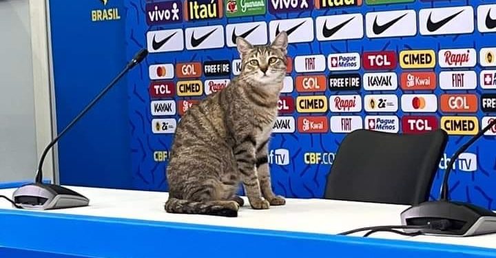 Vídeo: gato que invadiu bancada da coletiva de Vini Jr é adotado no Qatar
