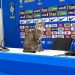 Vídeo: gato que invadiu bancada da coletiva de Vini Jr é adotado no Qatar