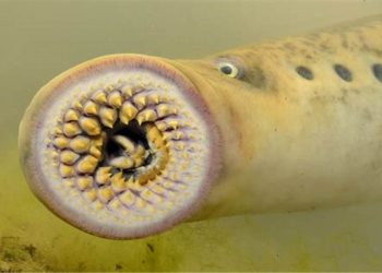 No AM, mulher urina em rio e sente candiru entrando no seu corpo, ‘Pareciam espinhos me furando’  diz ela