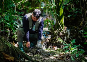 Jacaré resgatado em obra do Prosamin+ é devolvido para a natureza