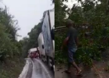 Trechos da BR-174 são interditados após tombamento de árvores em Manaus