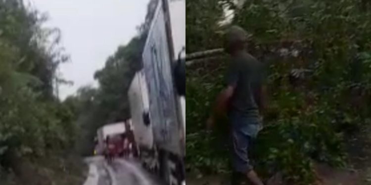 Trechos da BR-174 são interditados após tombamento de árvores em Manaus